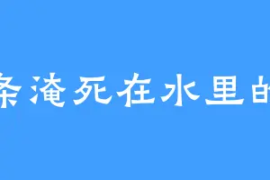 一条淹死在水里的鱼
